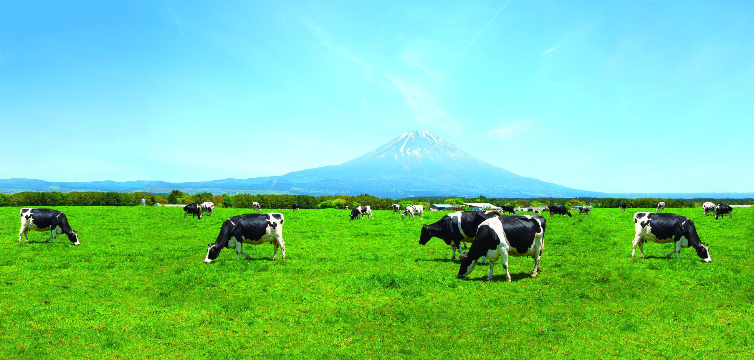 Holstein Fresian cows at Asagiri Highland Farm with Fuji Mountain Background, Fujinomiya, Shizuoka, Japan.